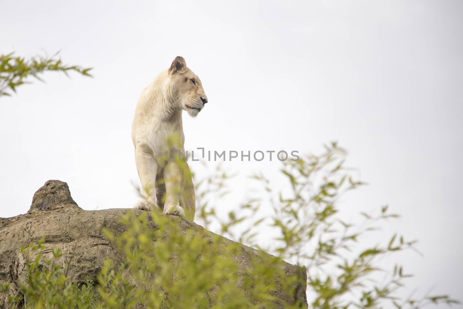 White lioness