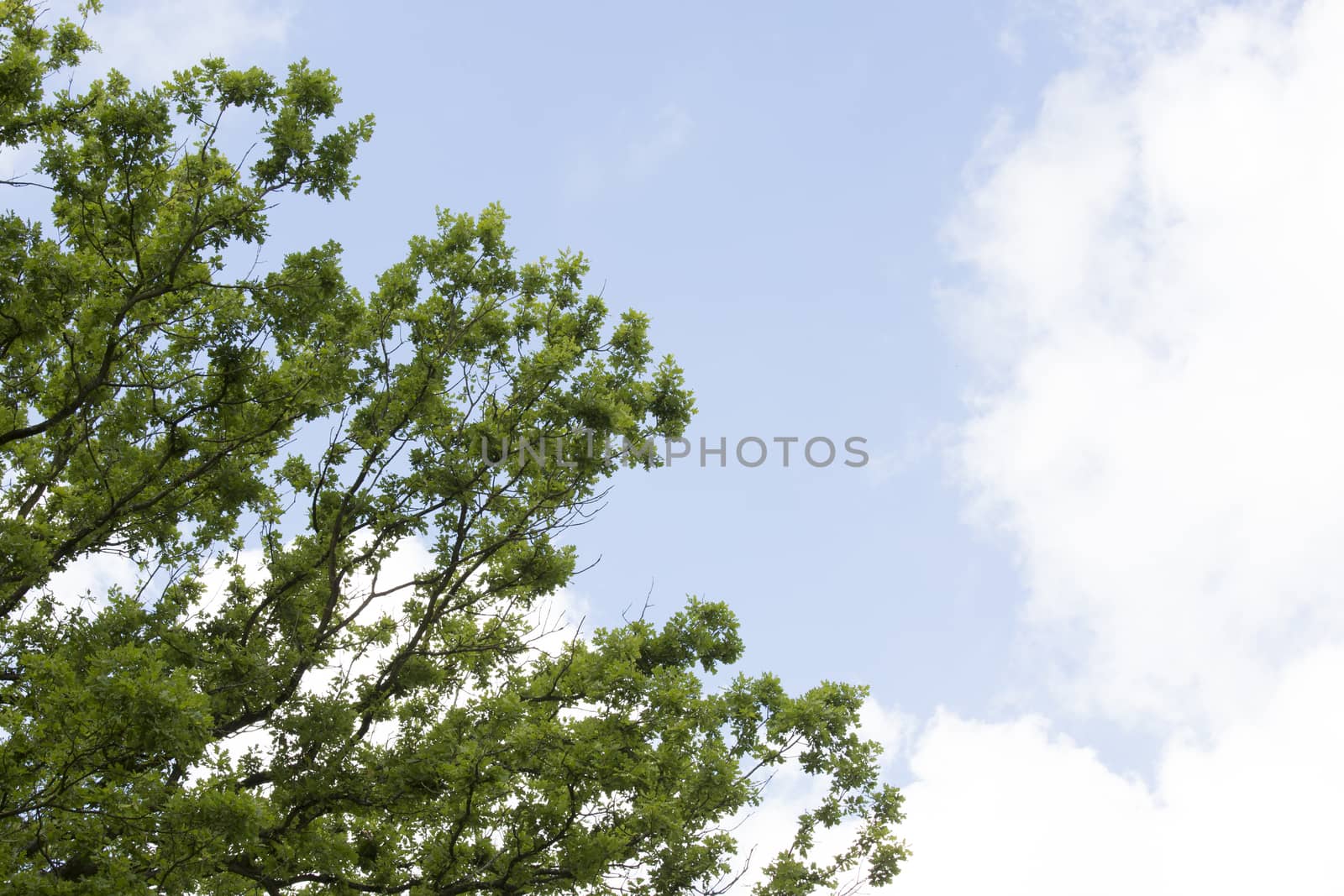 Tree and sky - Background by mattkusb