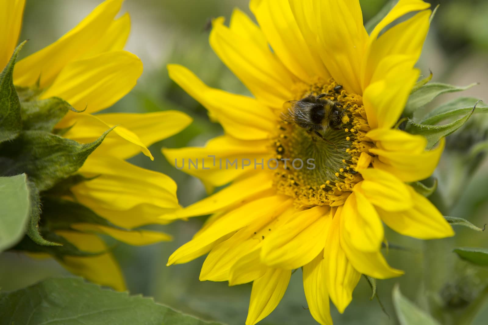 Bee pollinating and sunflower by mattkusb