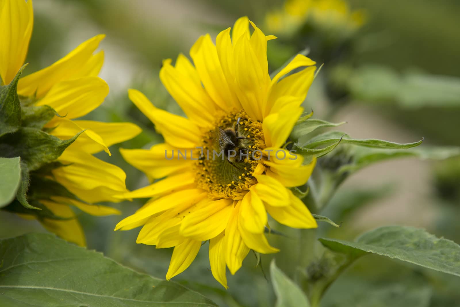 A bumble bee harvesting pollen from a sunflower