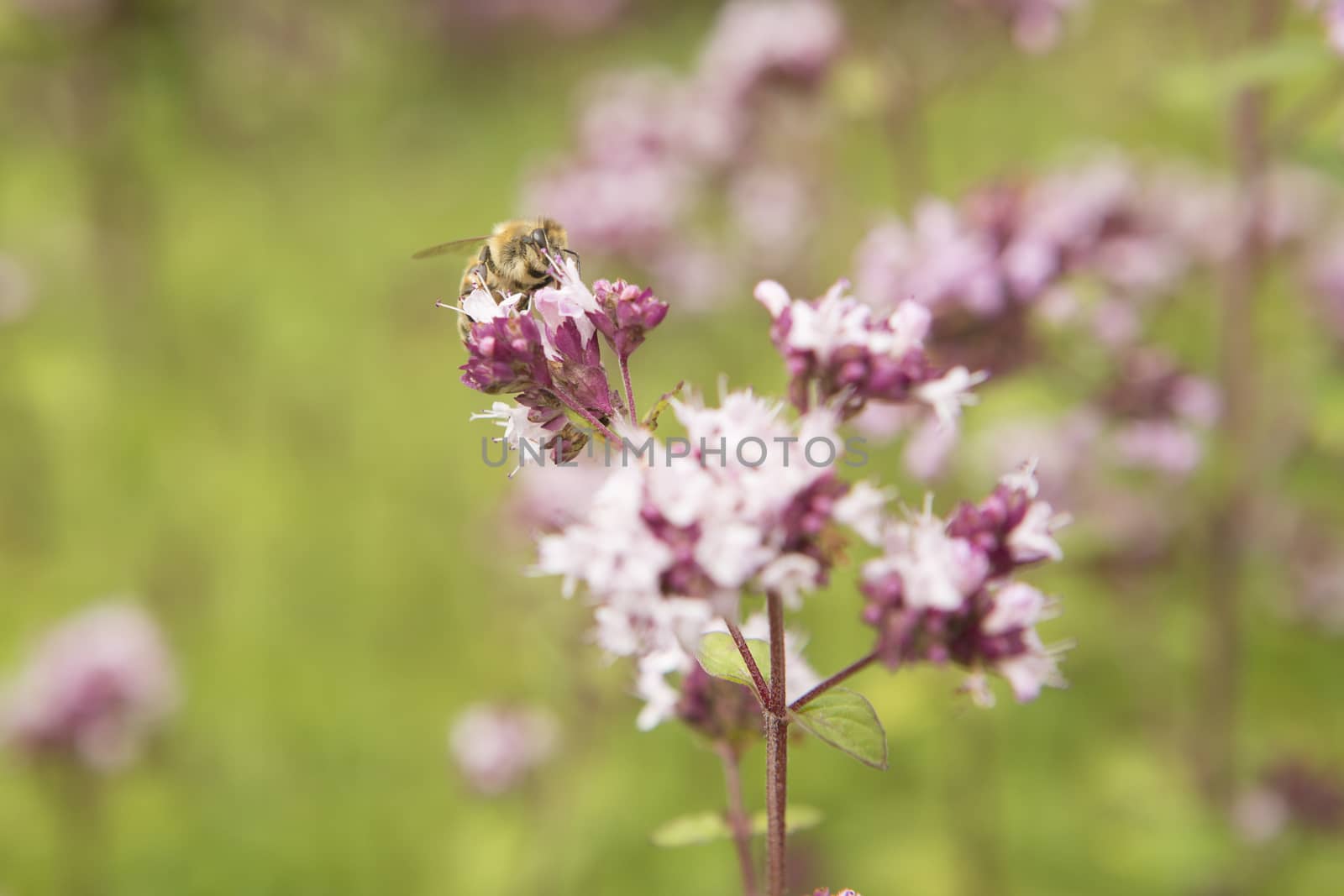 Honey bee takes pollen from purple flower