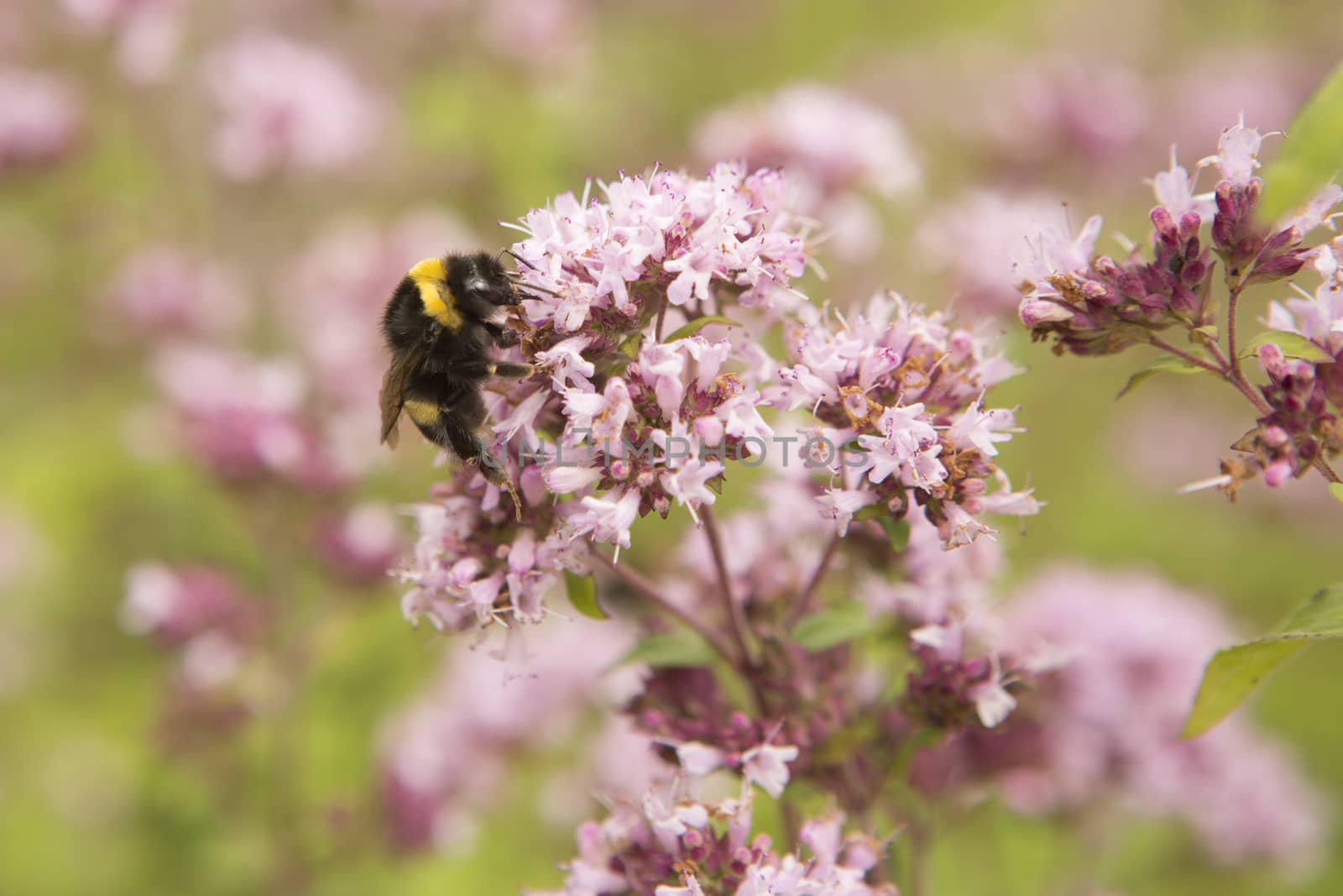 Bumble bee on a purple plant by mattkusb