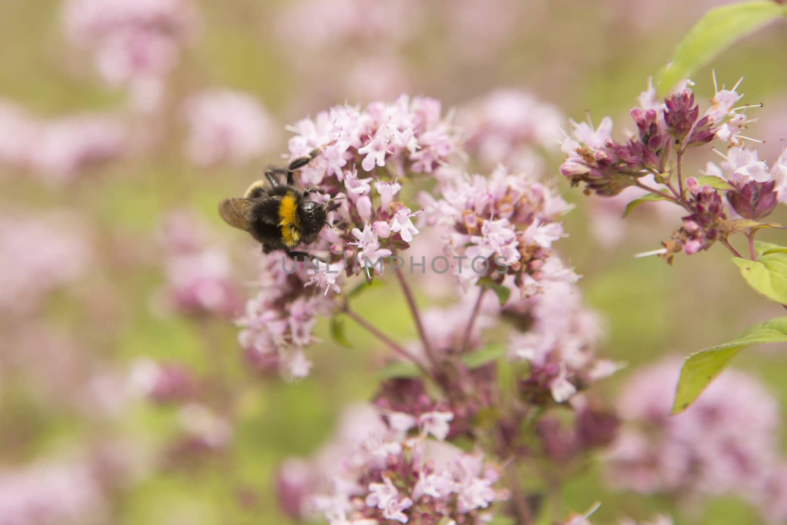 Bee on purple plant harvesting pollen