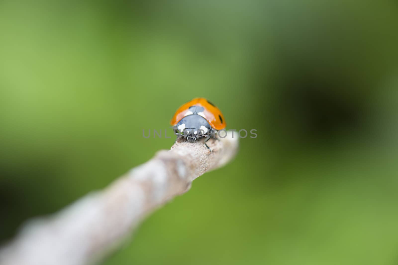 Lady bird on a twig