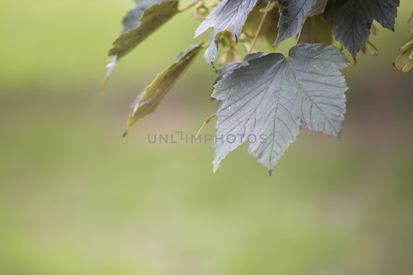 Leaf, background by mattkusb