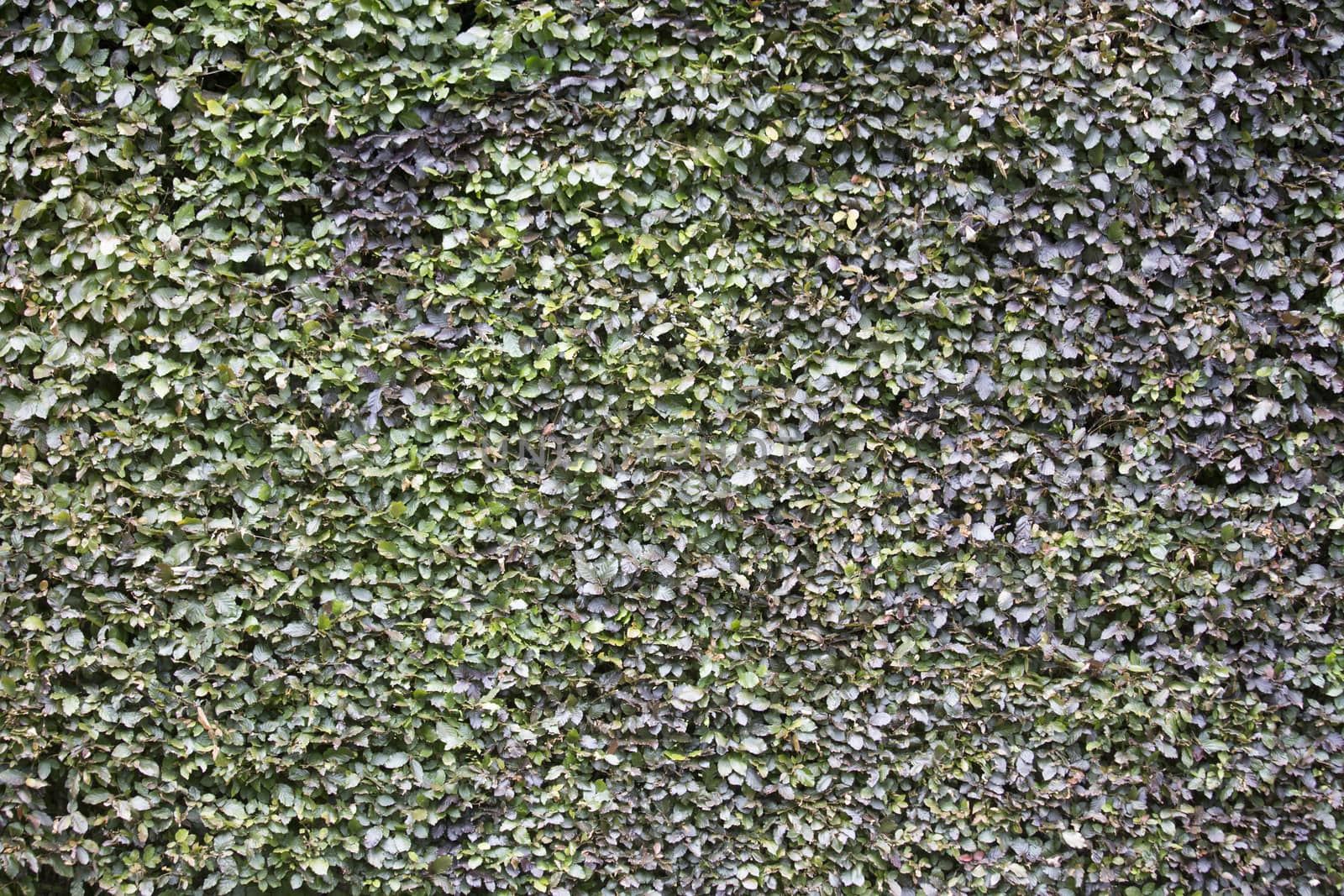 Textured background - Hedge