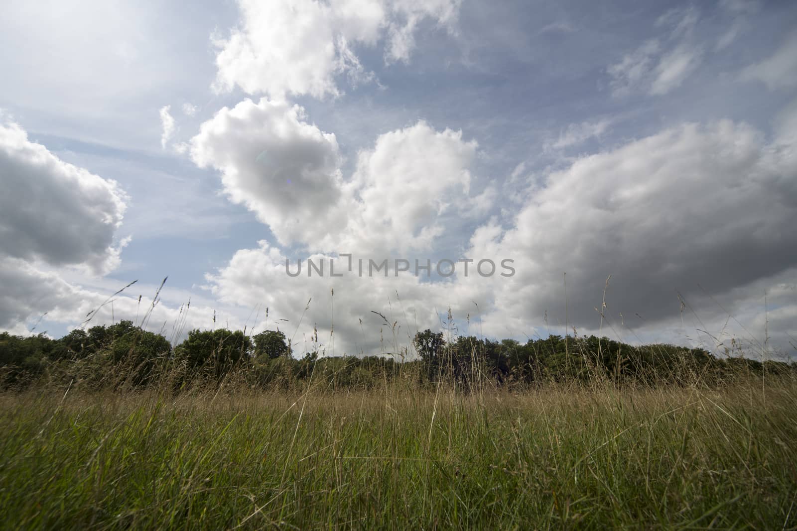 Summer landscape