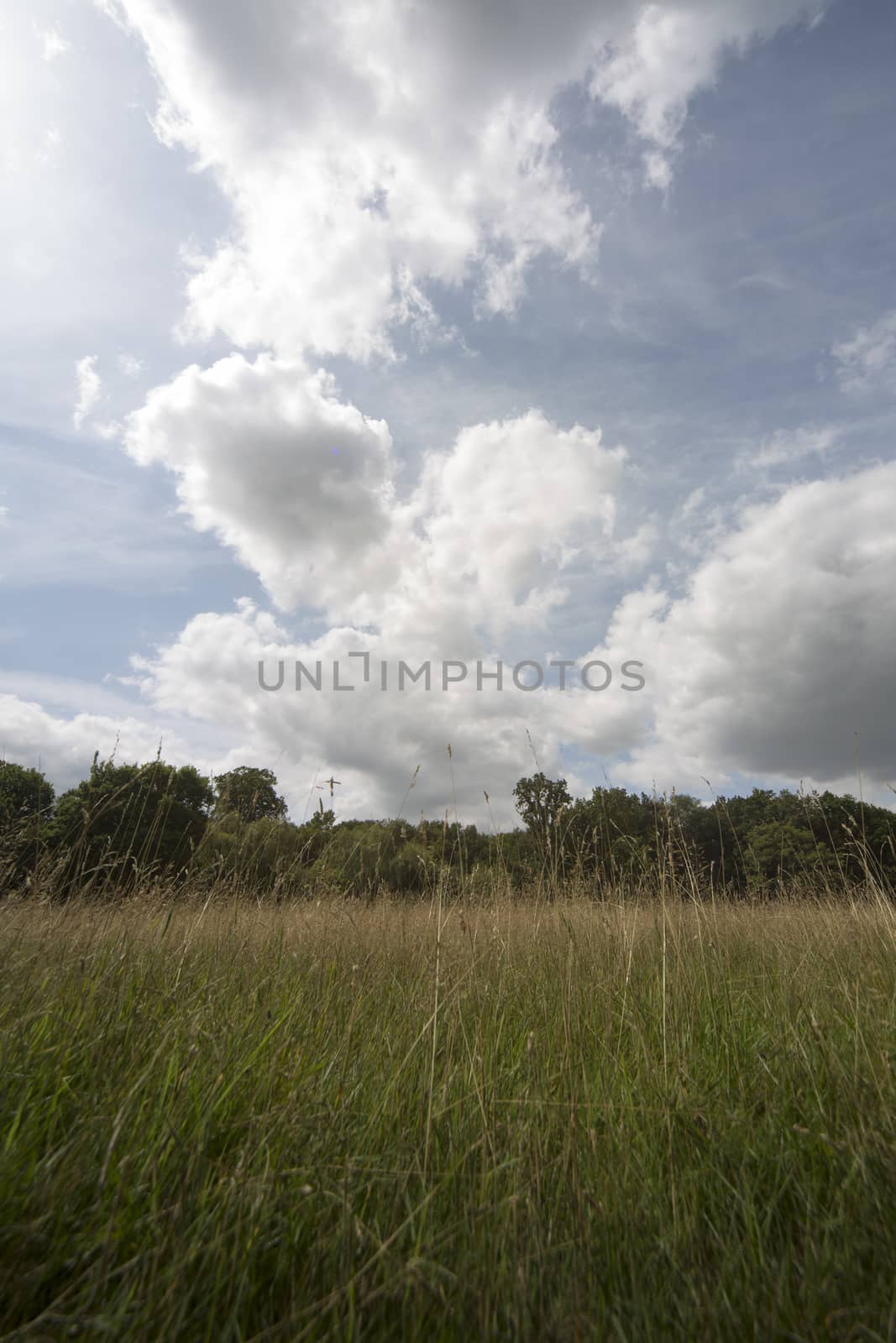 Summer landscape by mattkusb