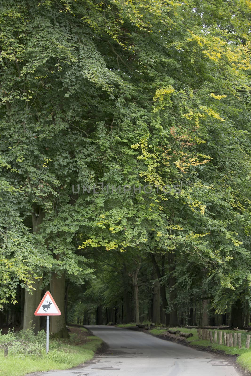 Deer warning sign as you enter the woods by mattkusb