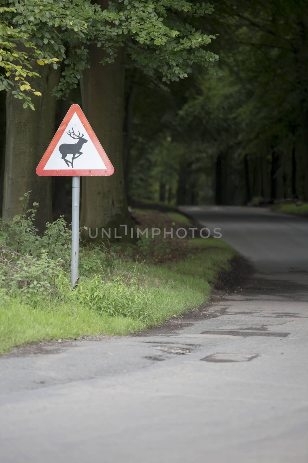 deer warning sign by road side by mattkusb