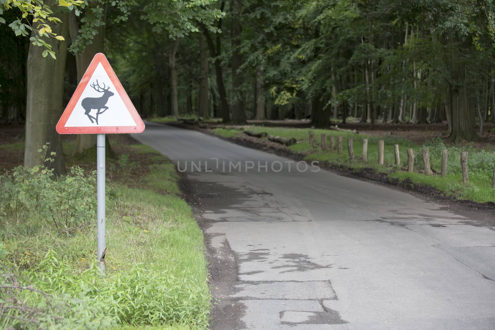 Deer in road - landscape