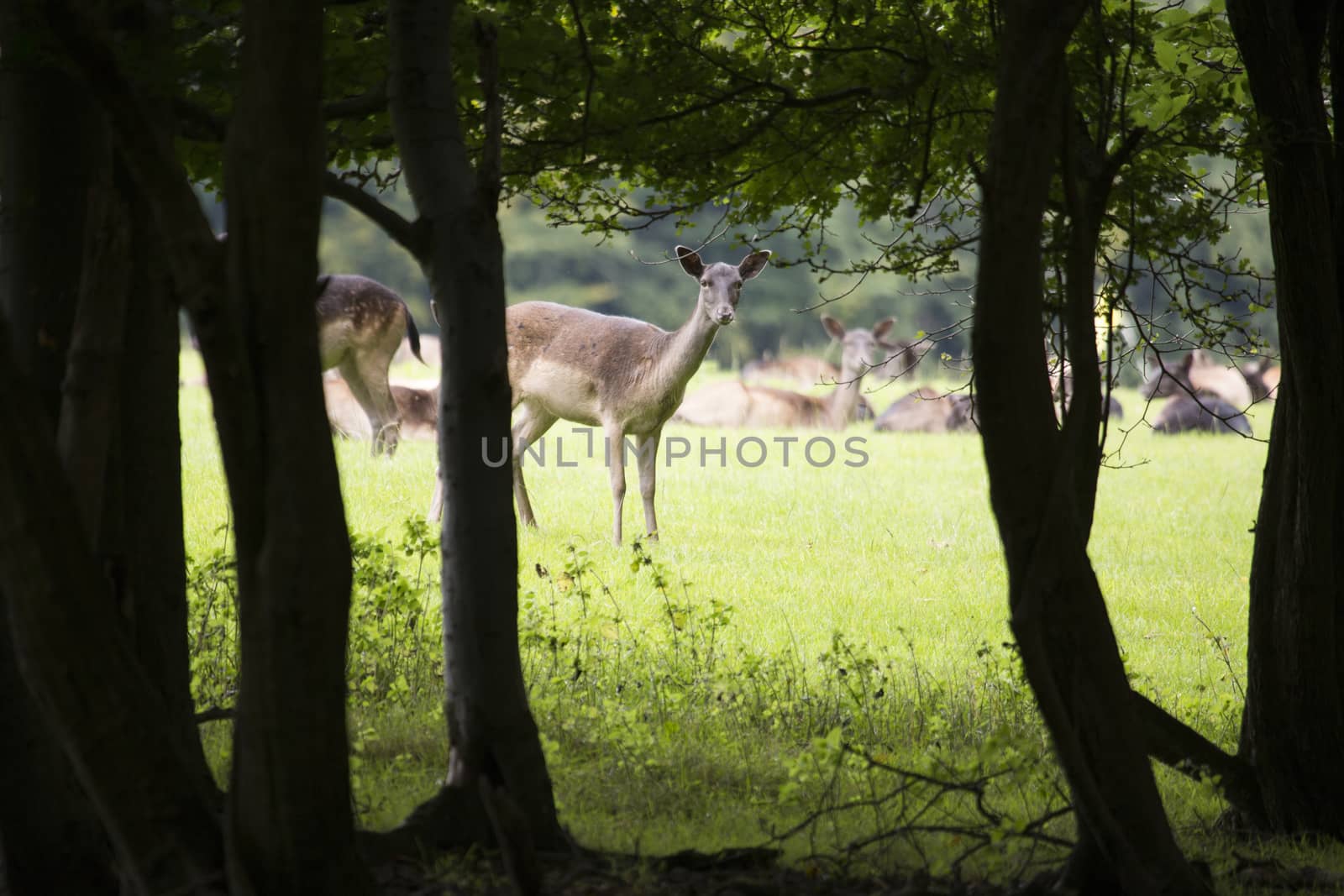 Deer keeping an eye out for danger by mattkusb