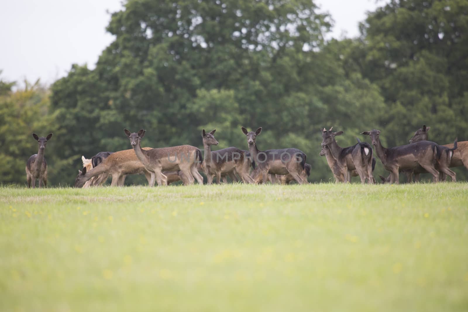 Group of deer in a large field by mattkusb