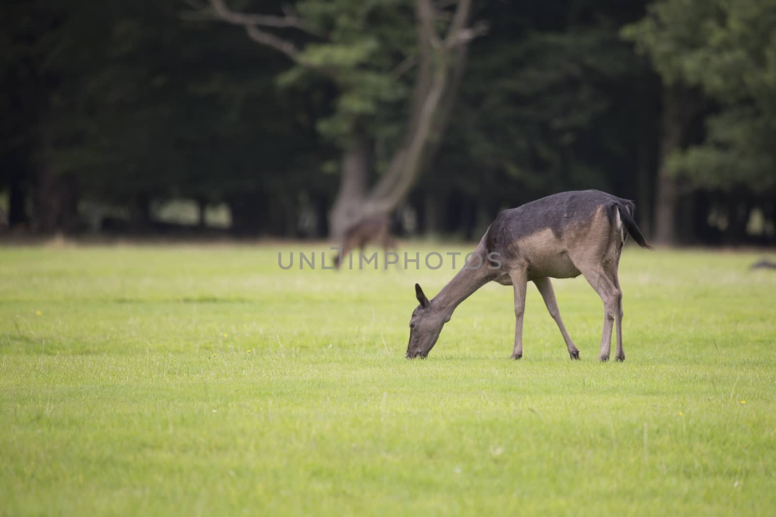 Single Deer grazing in field