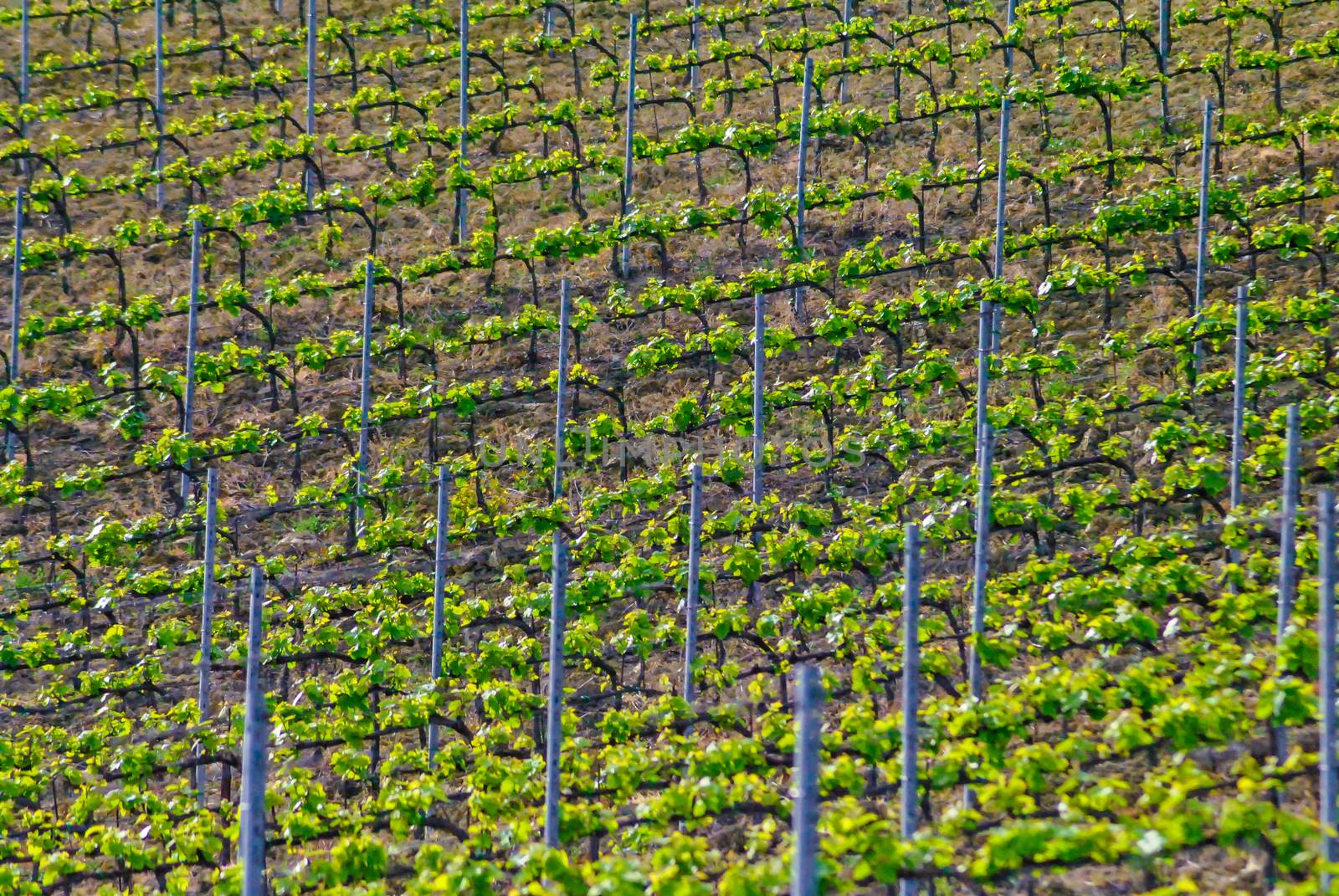 Vineyard in italian countryside in earl spring