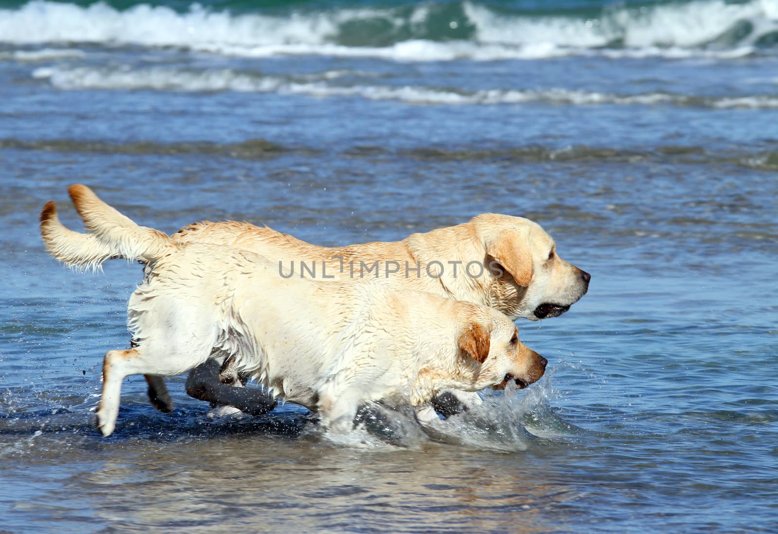 the young yellow labradors at the sea