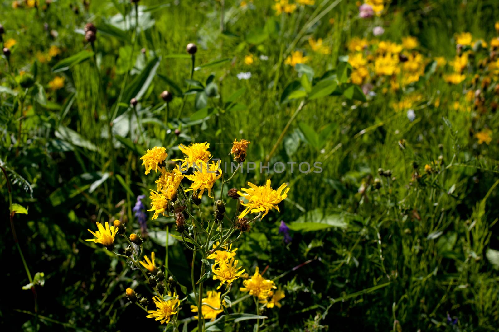 Many yellow wildflowers in green field in sunny day

