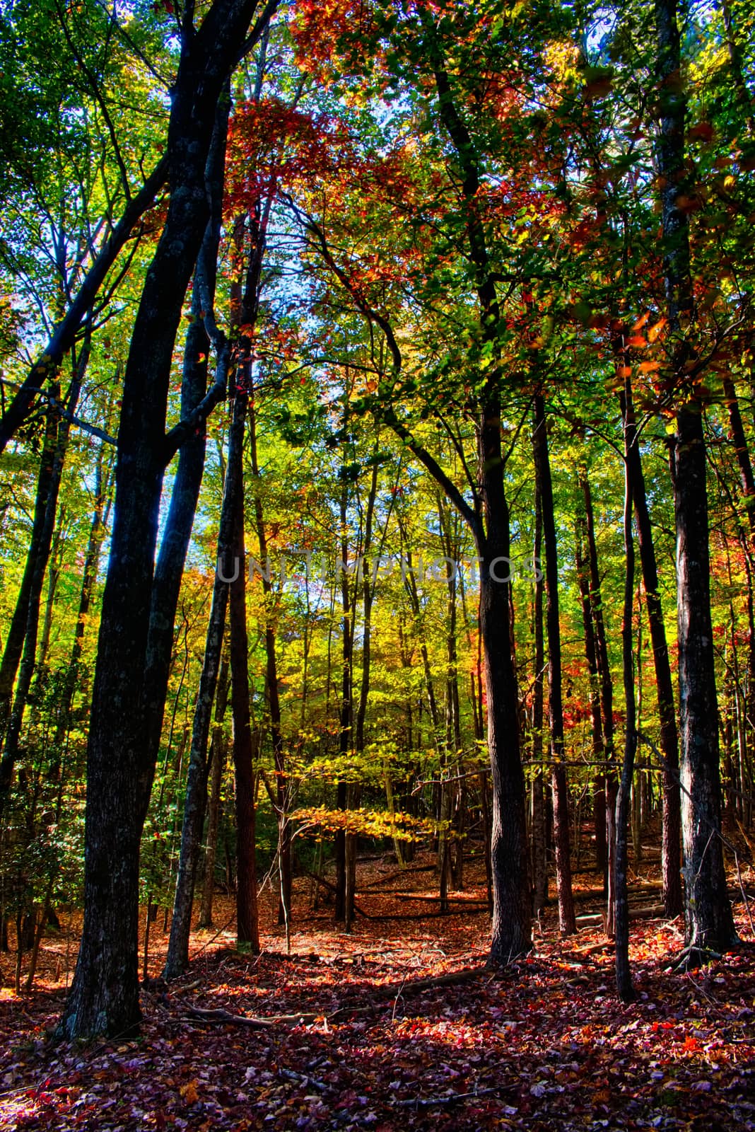 stone mountain north carolina scenery during autumn season by digidreamgrafix