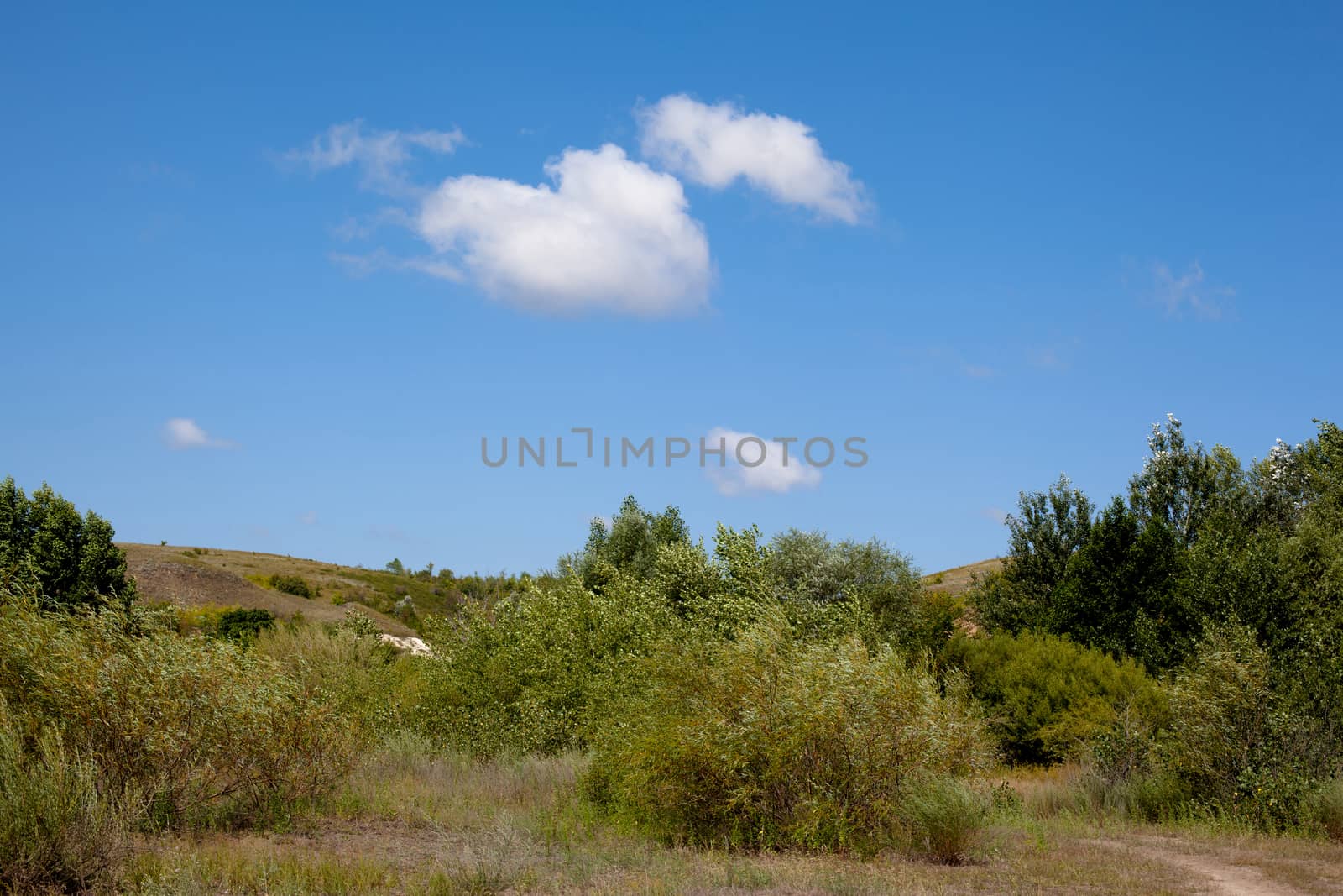 Summer landscape with road and green trees
