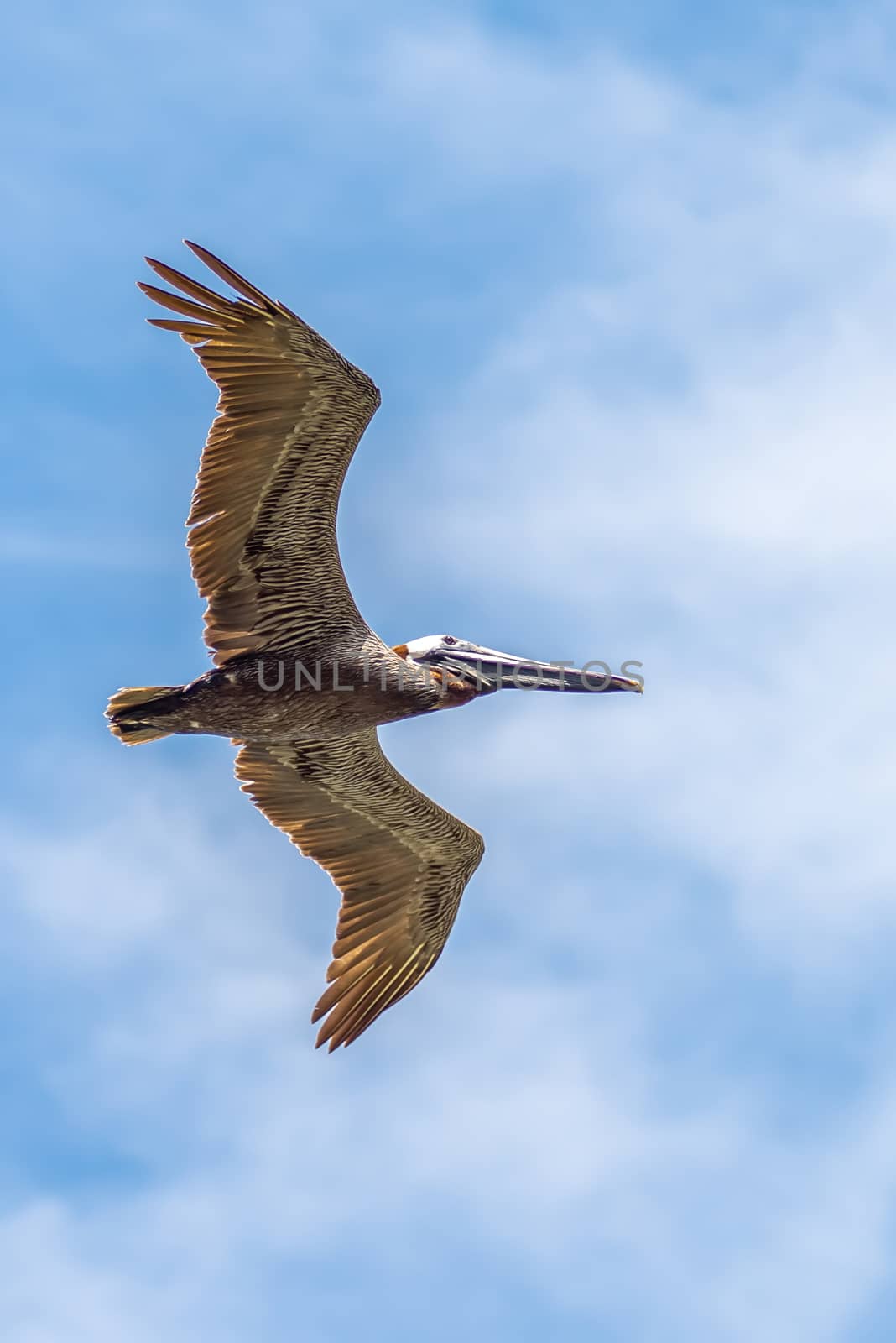 pelican bird in flight over ocean under blue sky by digidreamgrafix