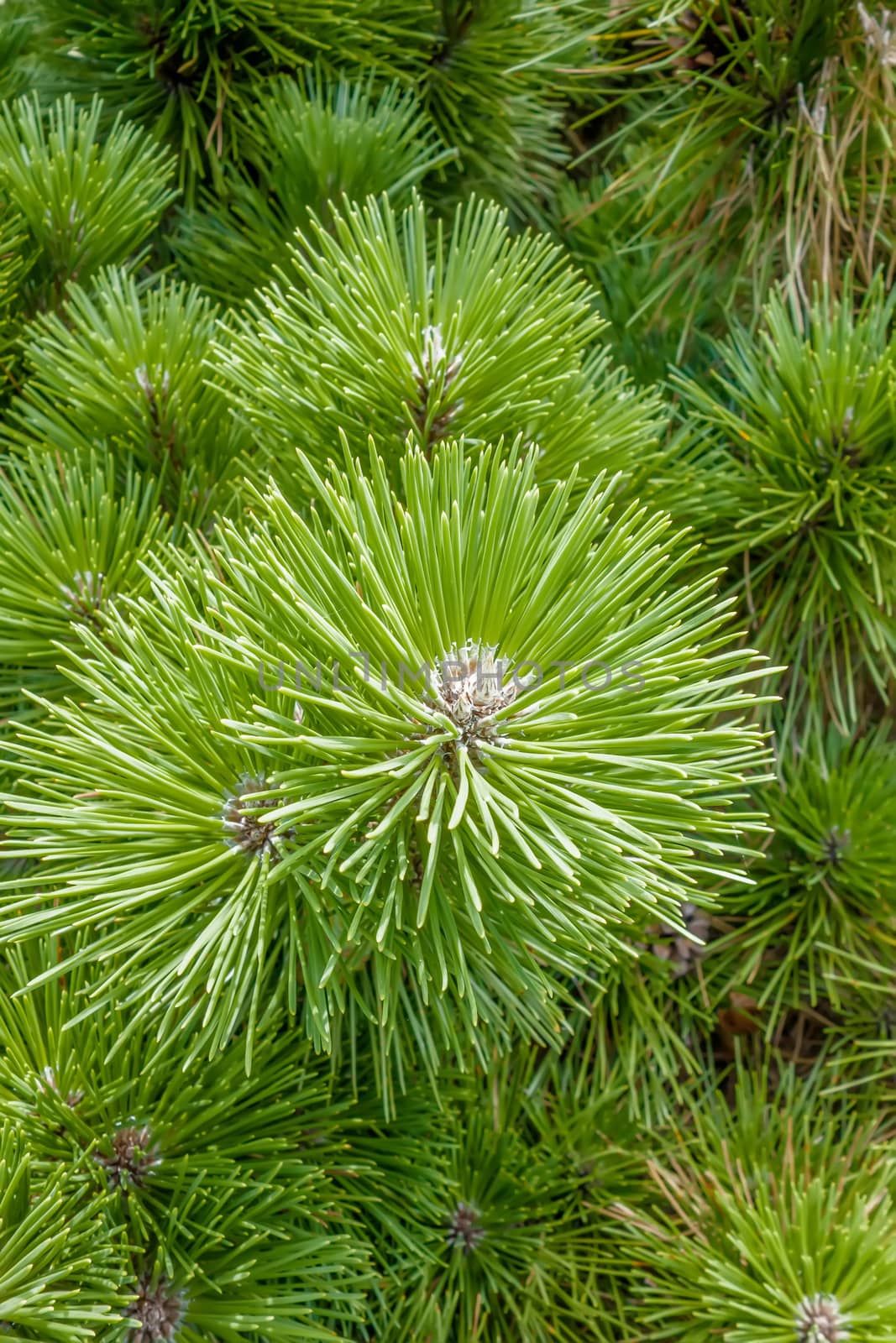 pine cone andgreen  tree branches