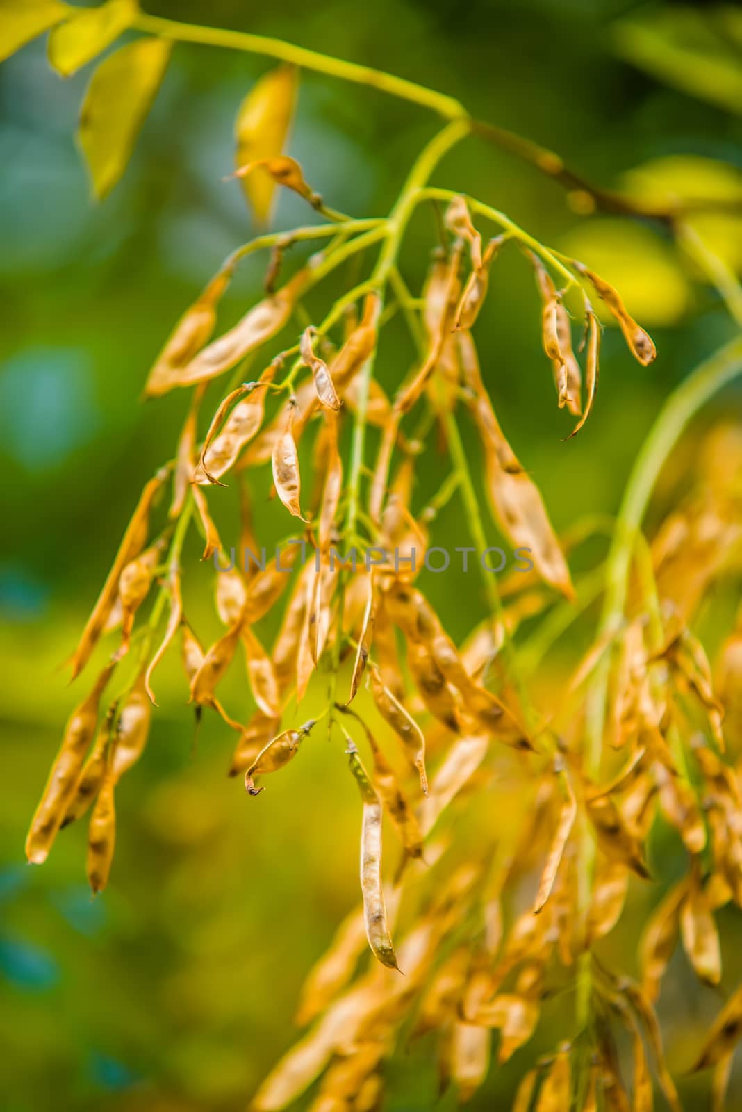 sycamore tree seeds hanging on tree branch