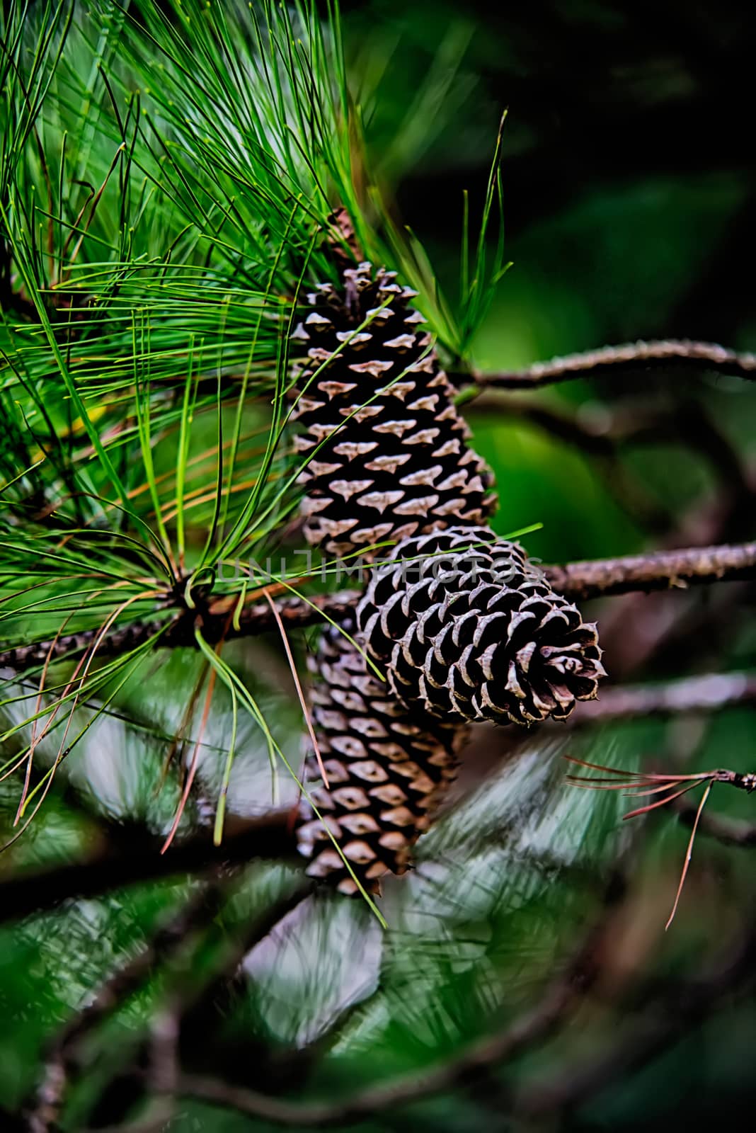 pine cone andgreen  tree branches