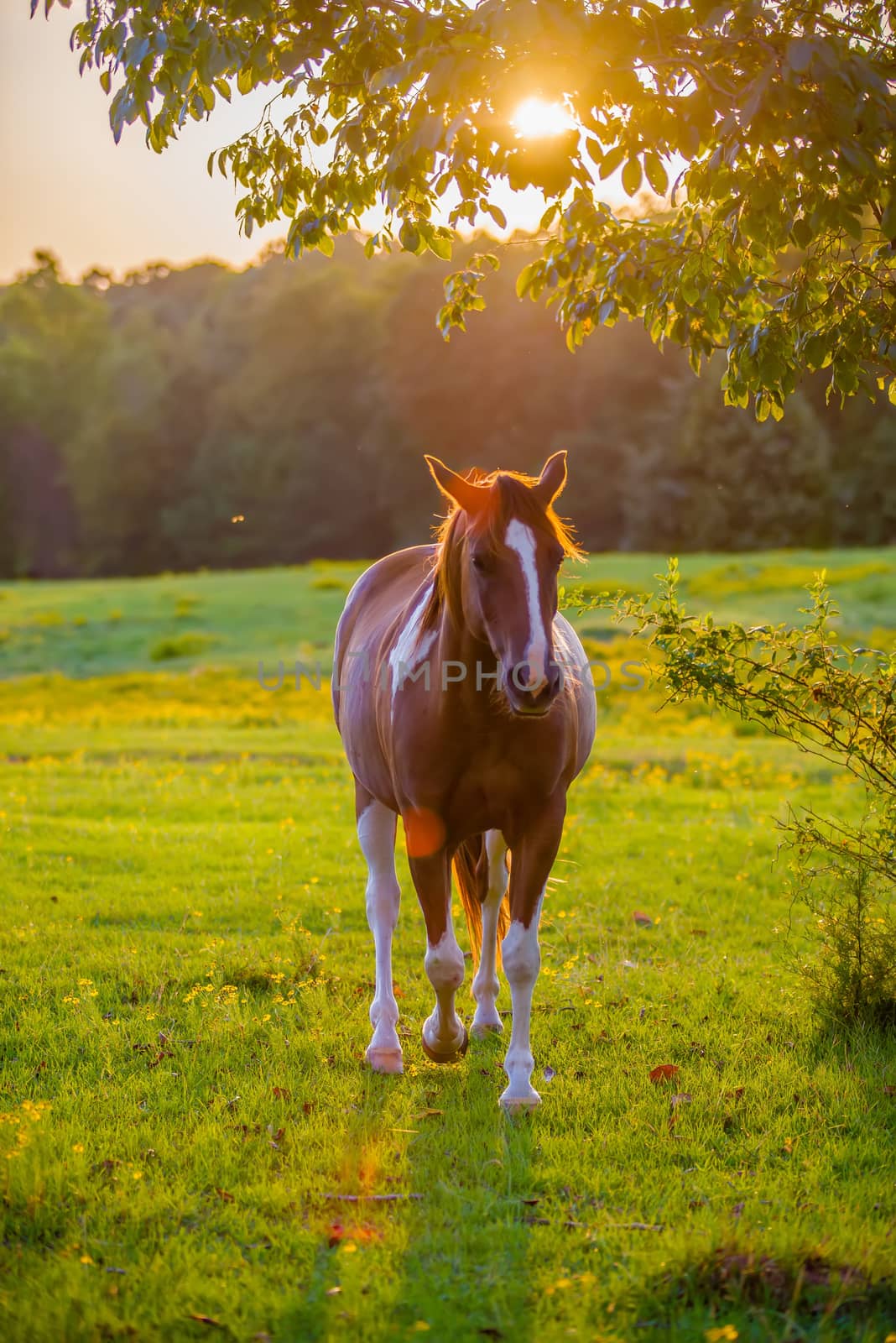 horse animal posing on a farmland at sunset by digidreamgrafix