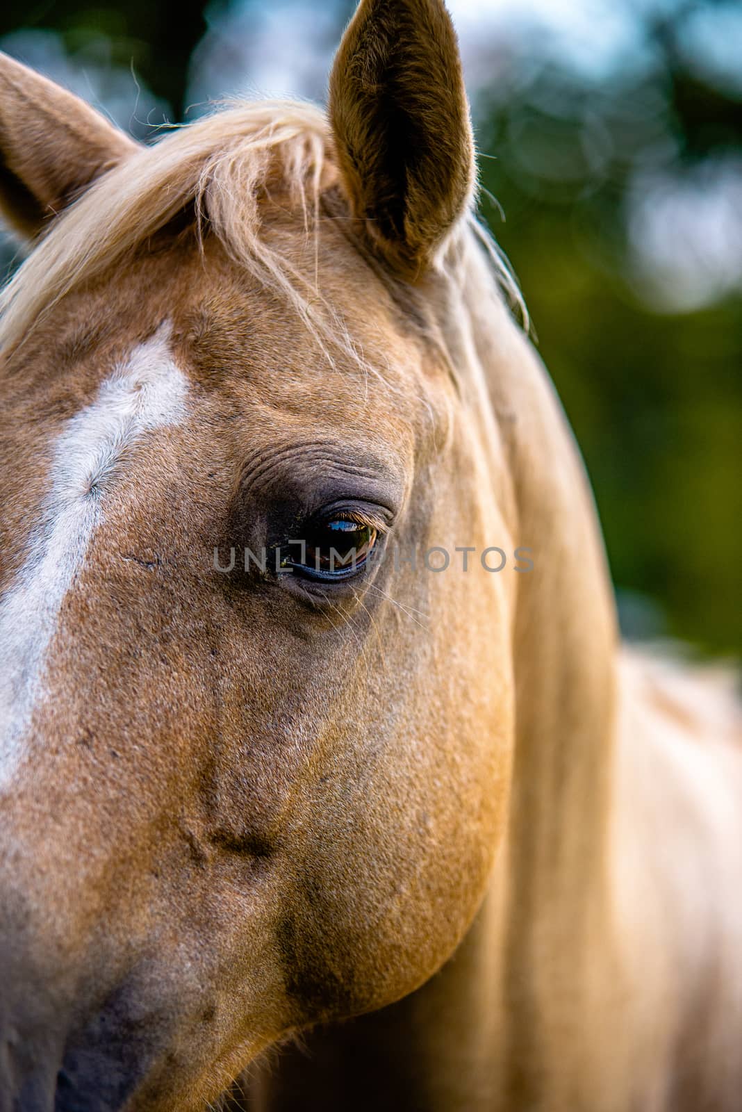 horse animal posing on a farmland at sunset