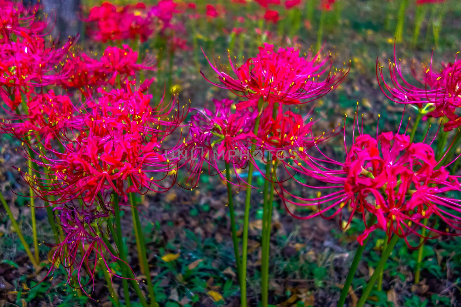 Red spider lily lycoris radiata cluster amaryllis higanbana