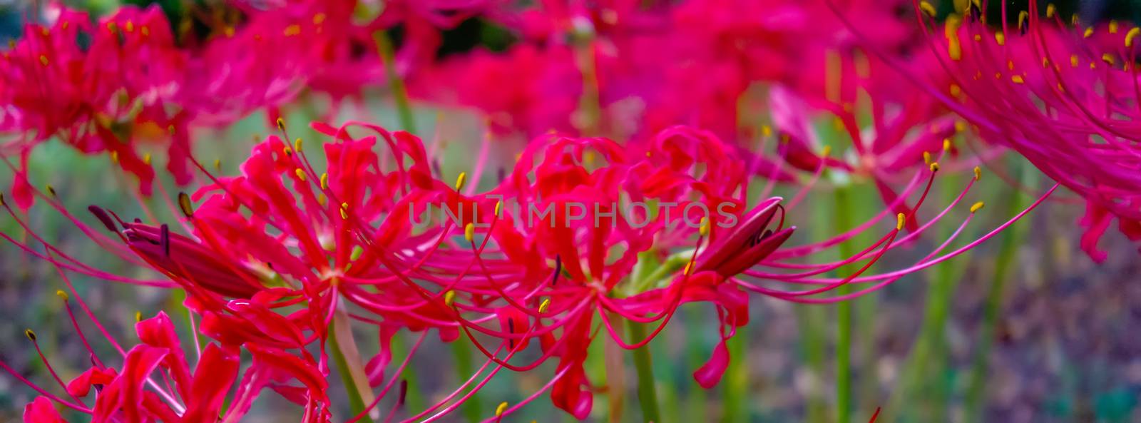 Red spider lily lycoris radiata cluster amaryllis higanbana by digidreamgrafix