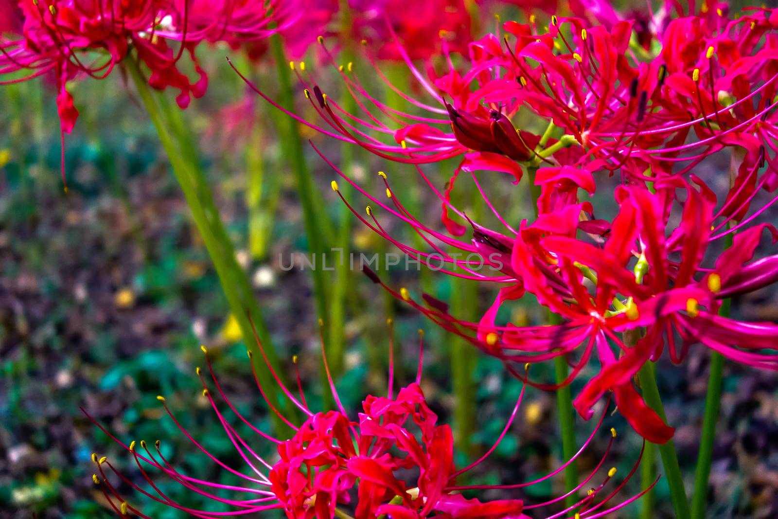 Red spider lily lycoris radiata cluster amaryllis higanbana by digidreamgrafix