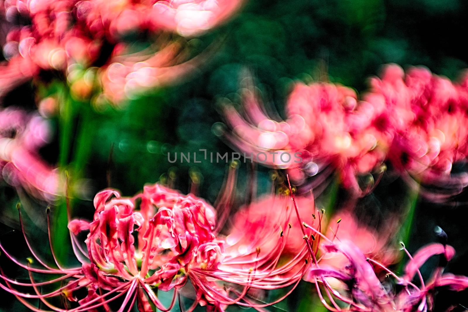 Red spider lily lycoris radiata cluster amaryllis higanbana flow by digidreamgrafix