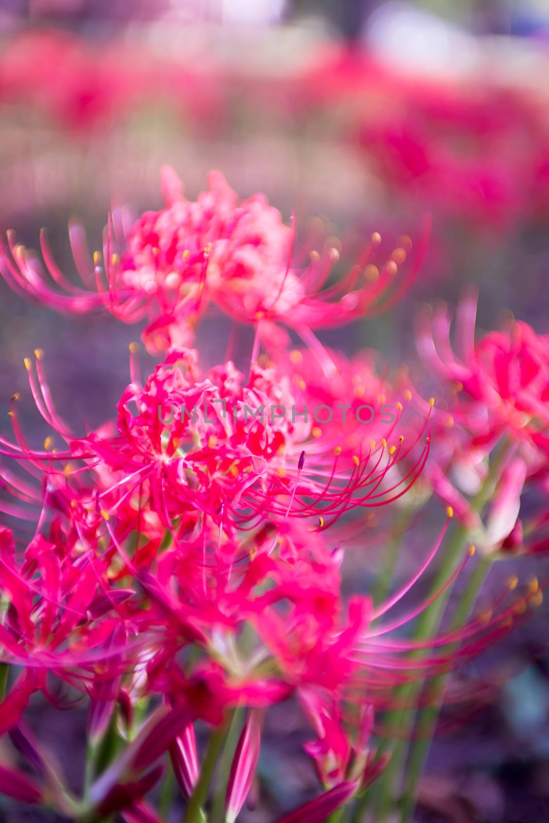 Red spider lily lycoris radiata cluster amaryllis higanbana flow by digidreamgrafix