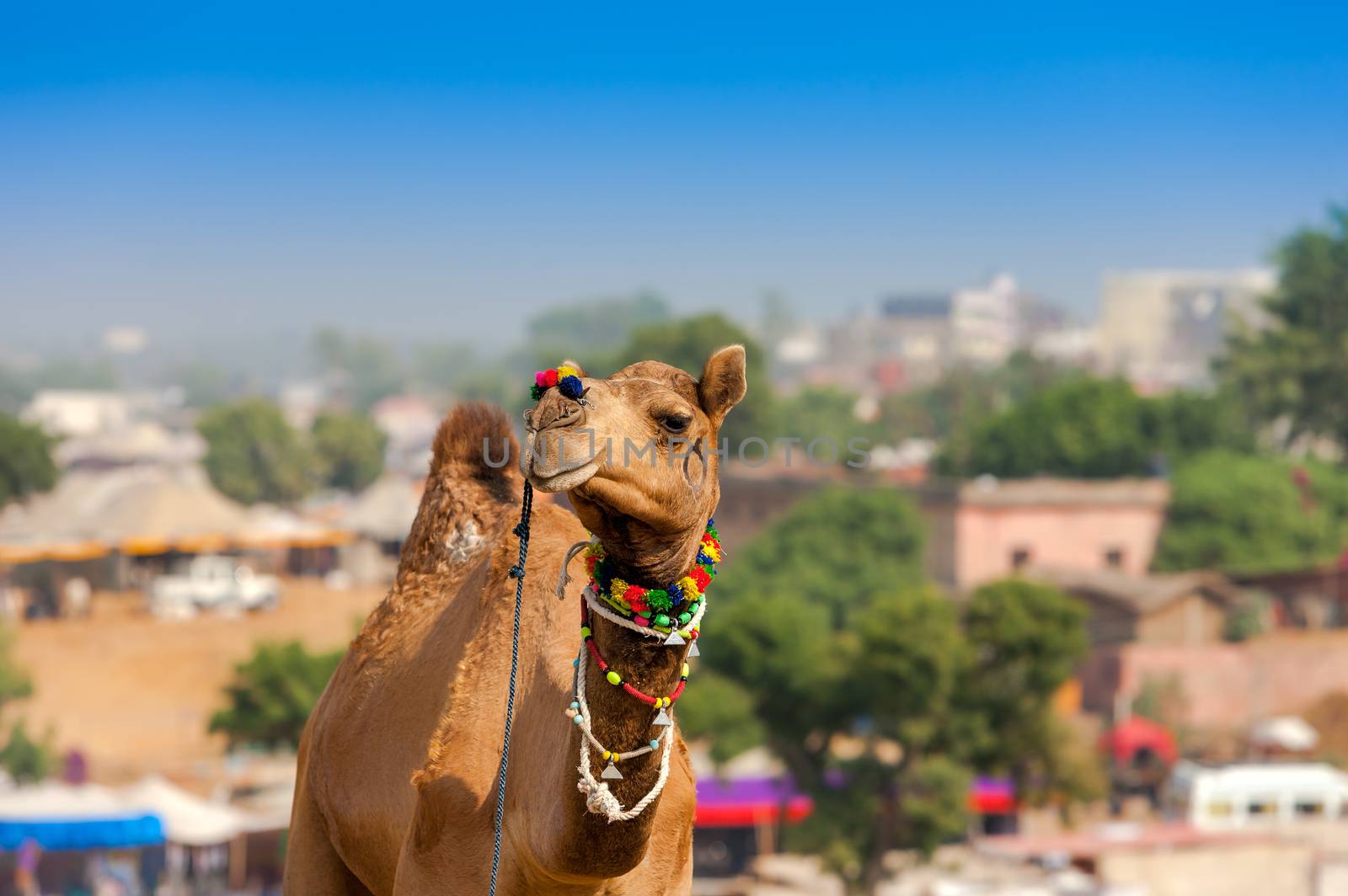 Decorated camel at the Pushkar fair. Rajasthan, India by vladimir_sklyarov