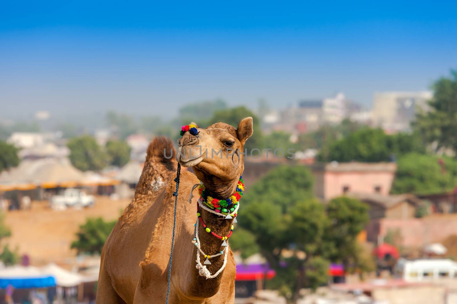 Decorated camel at the Pushkar fair. Rajasthan, India, Asia