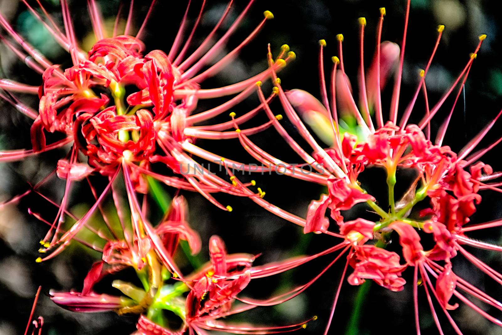 Red spider lily lycoris radiata cluster amaryllis higanbana flow by digidreamgrafix