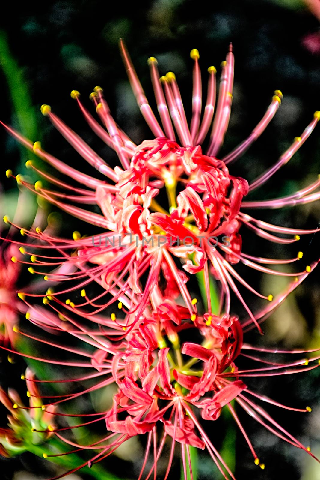 Red spider lily lycoris radiata cluster amaryllis higanbana