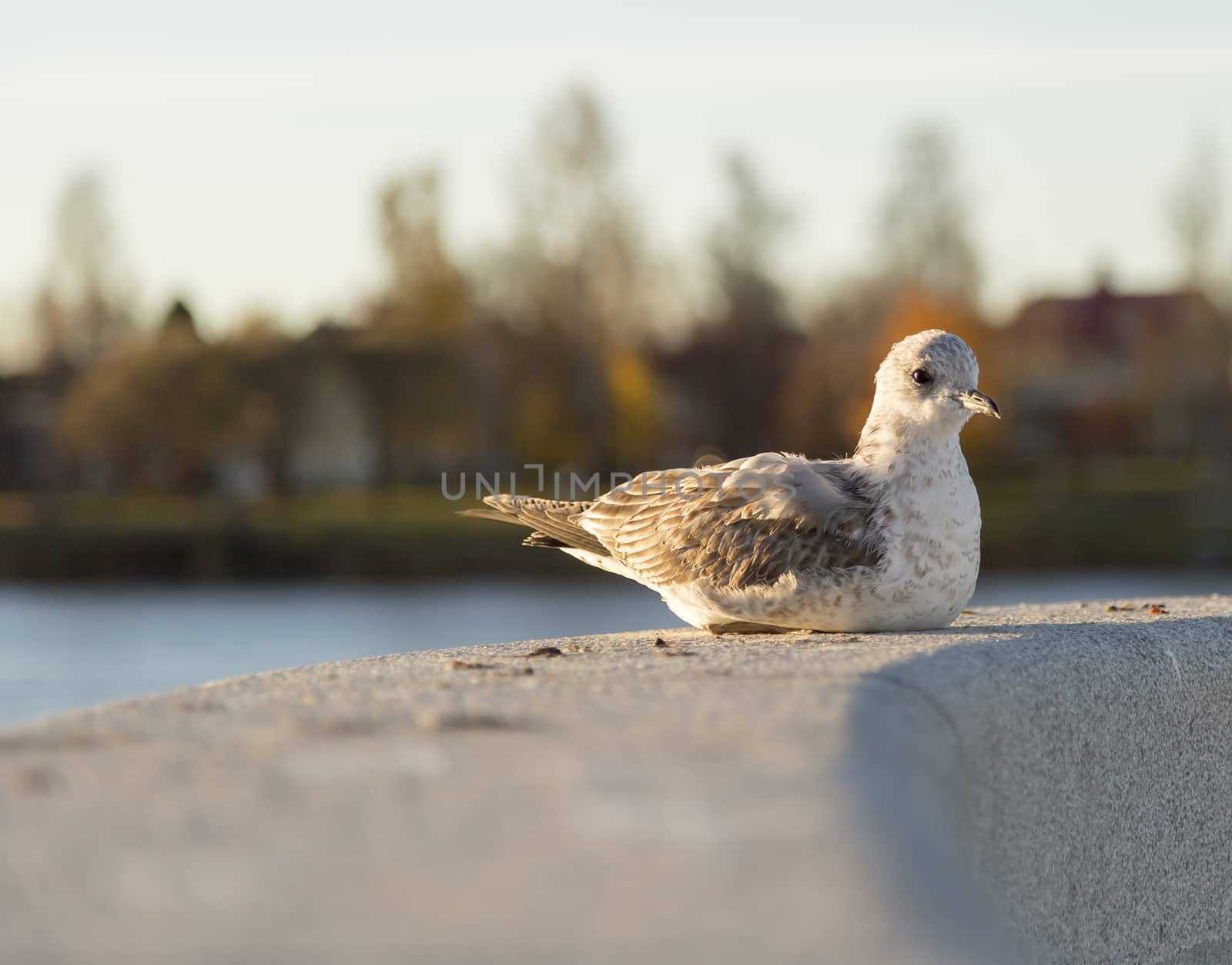 Young Seagull Resting on stone structure.