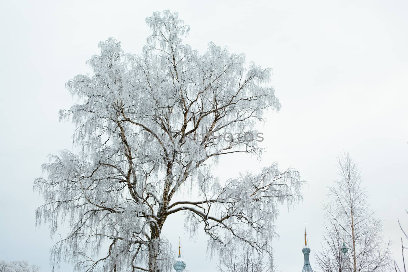 White winter tree and church in Uglich

