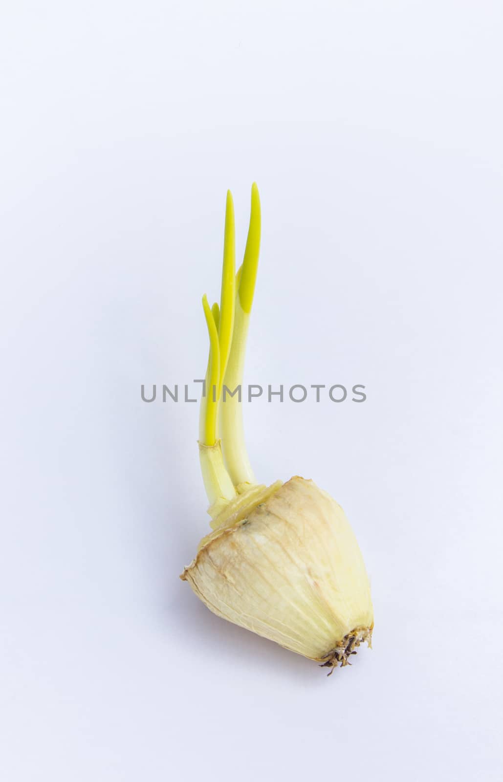 The big head onion by PCharnnarong