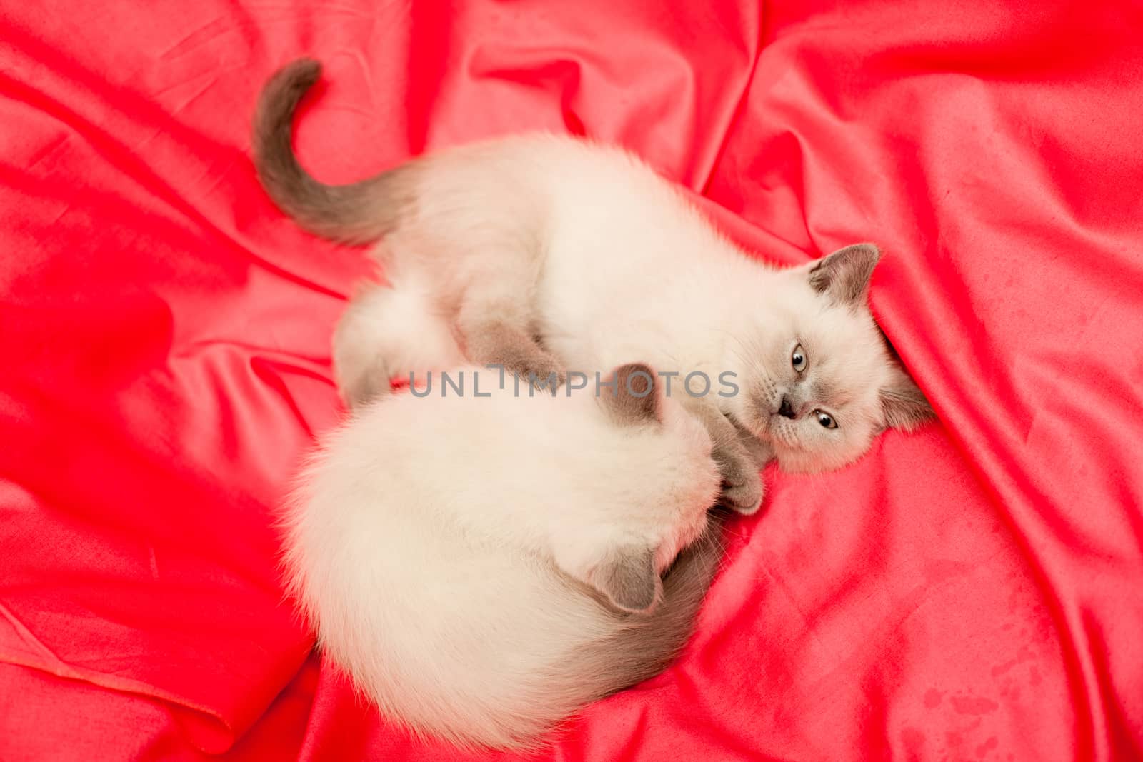 Two white and grey kittens on pink background

