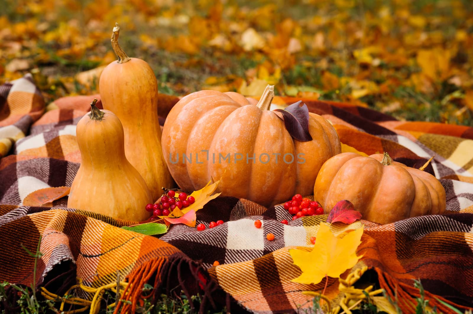 Autumn thanksgiving still life with pumpkins by starush