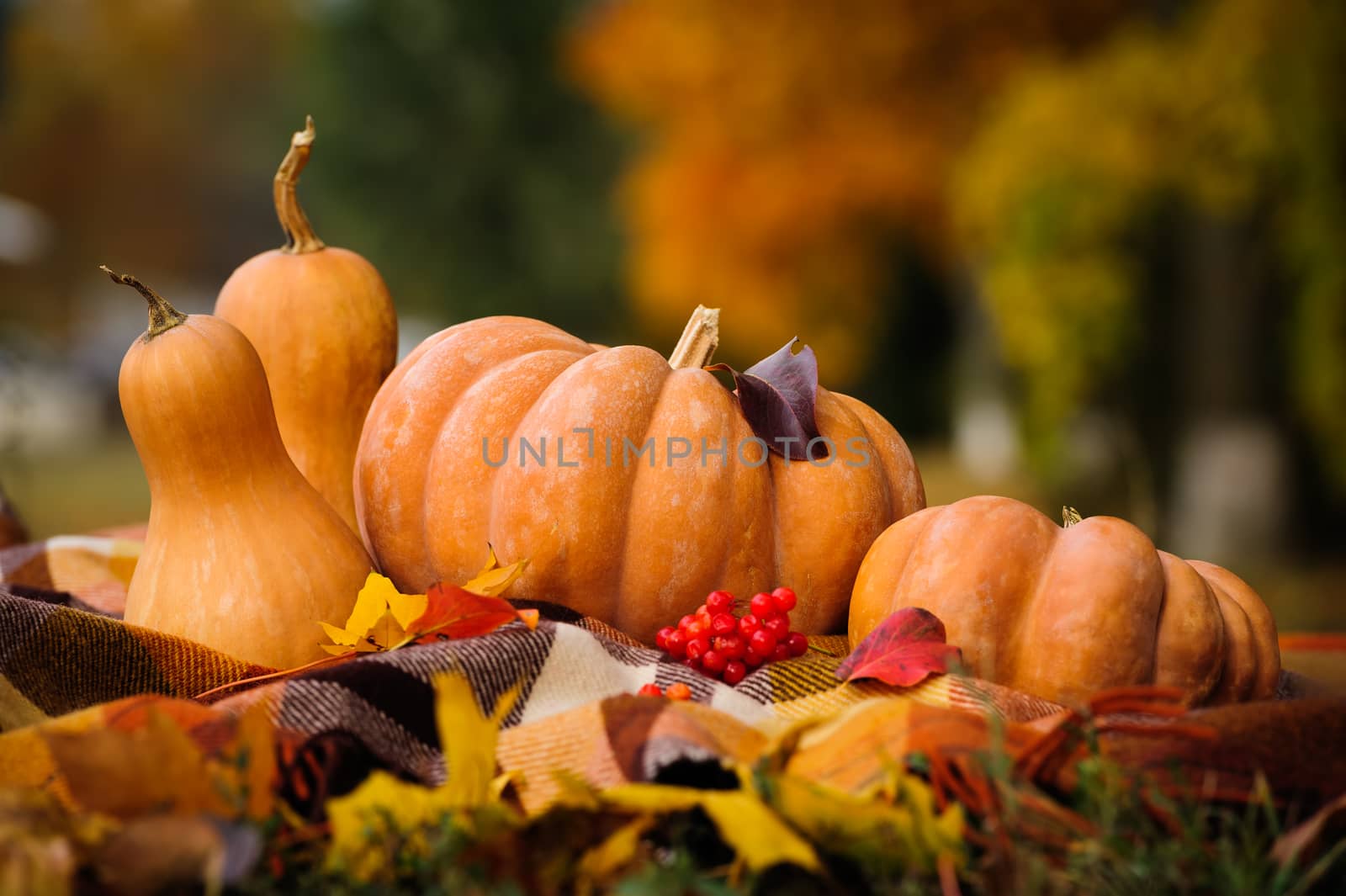 Typical autumn thanksgiving still life with checkered plaid, pumpkins, red berries and yellow leaves