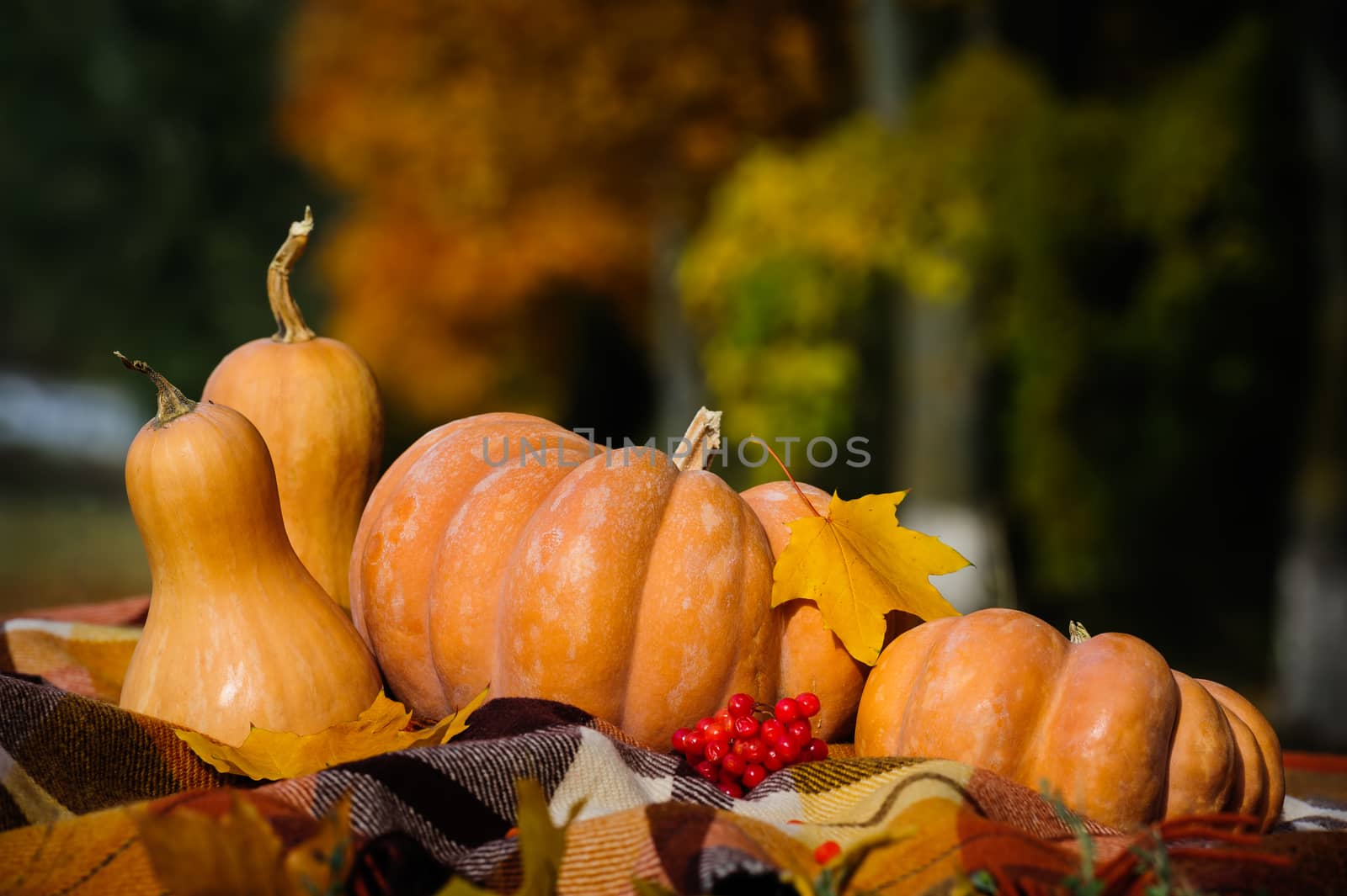 Typical autumn thanksgiving still life with checkered plaid, pumpkins, red berries and yellow leaves