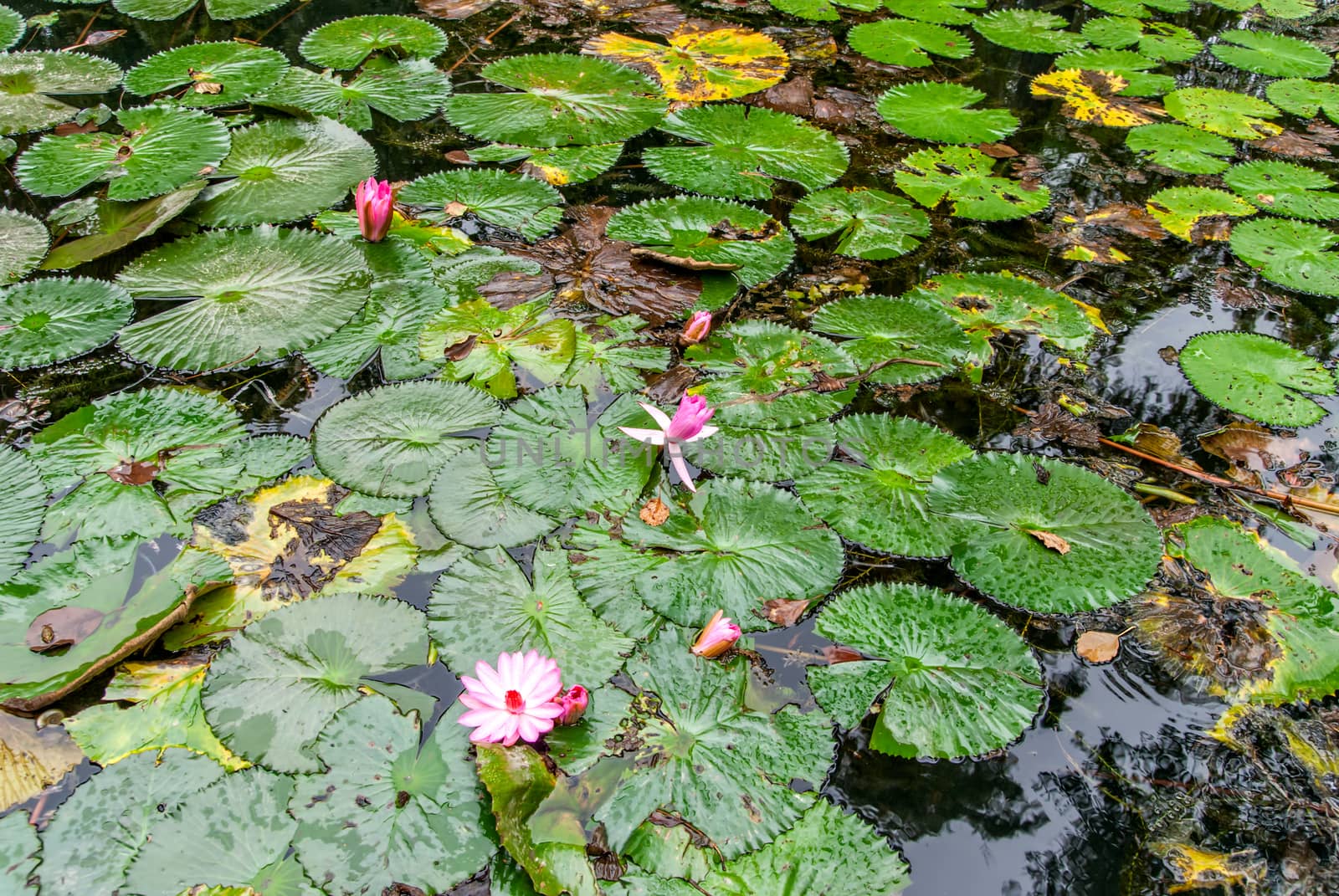 Waterlily in garden pond