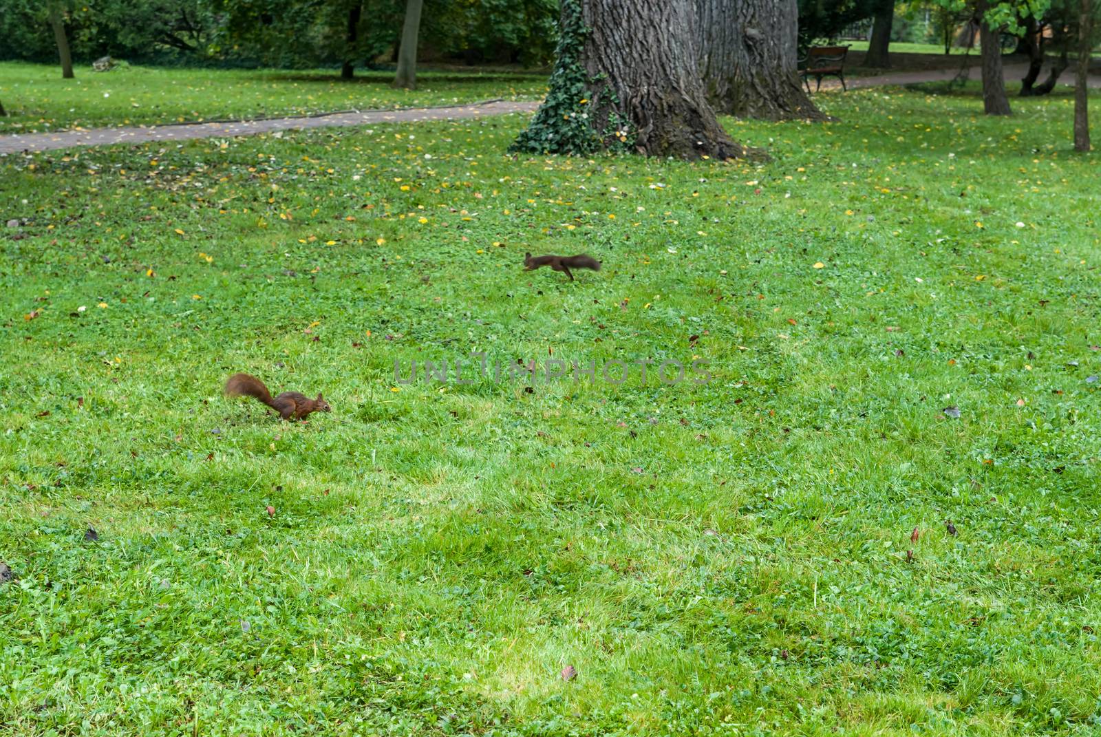 Two squirrels on the grass with autumn leaves