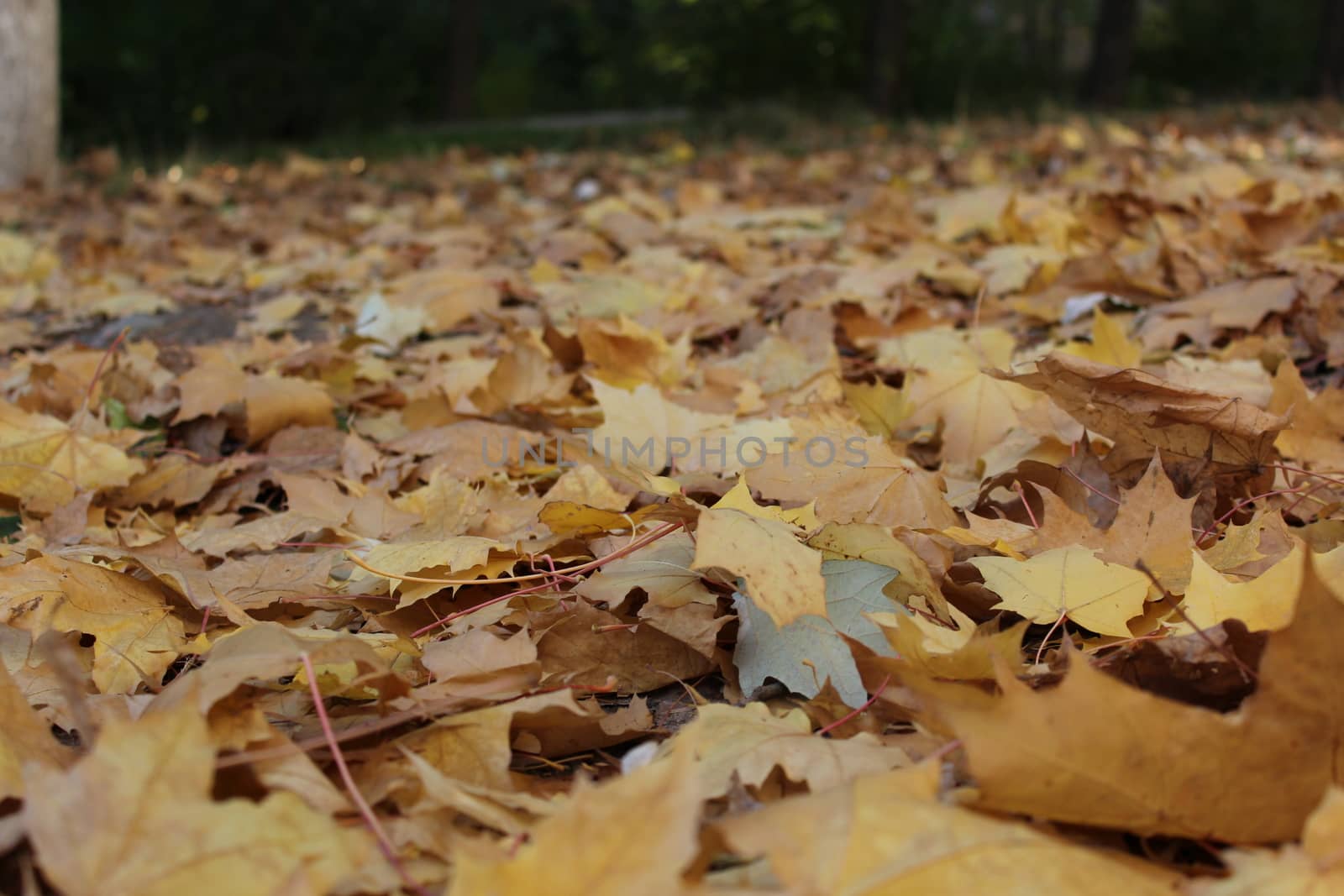 Fall leaves by nurjan100