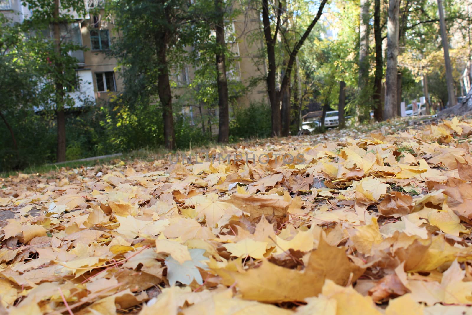 Fall leaves by nurjan100