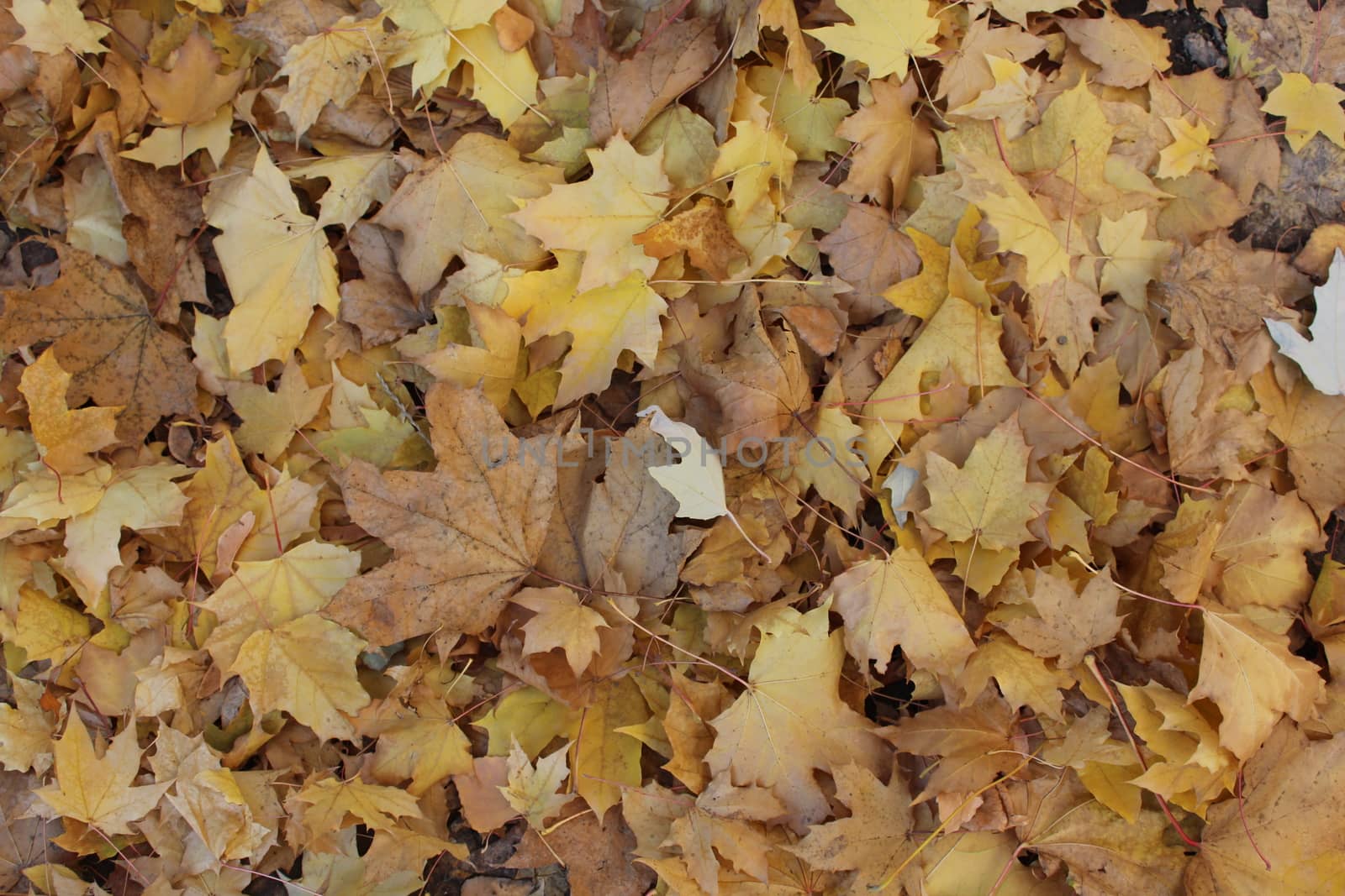 Yellow fall maple leaves.